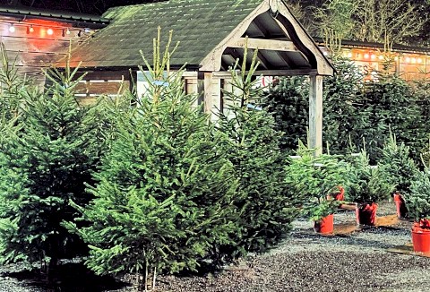 Link to the Langford Lakes Christmas Tree Farm website